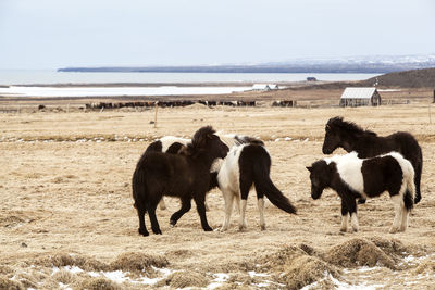 Herd of icelandic horses on a meadow in spring