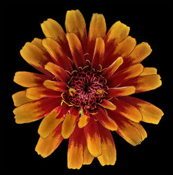 Close-up of yellow flower against black background