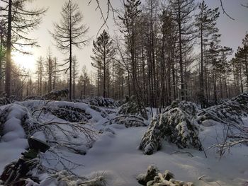 Bare trees on snow covered land against sky