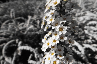 Close-up of cherry blossoms on tree