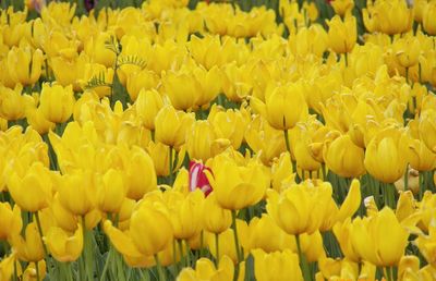 Close-up of yellow tulips