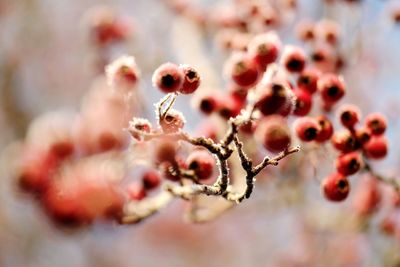 Close-up of berries on plant