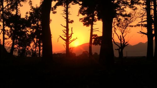 Silhouette trees in forest during sunset