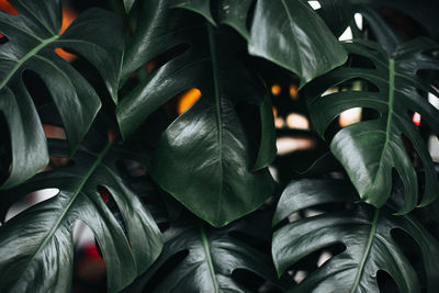 Full frame shot of plants