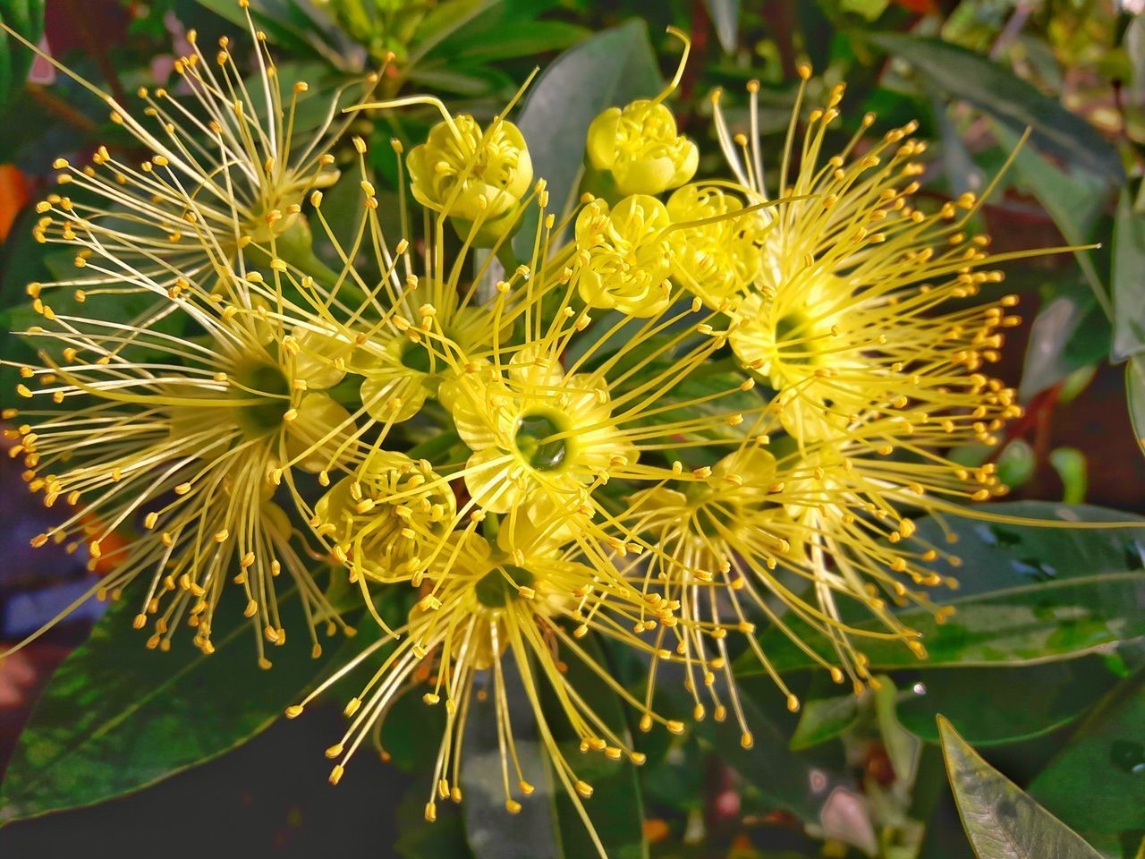 CLOSE-UP OF YELLOW FLOWERING PLANTS