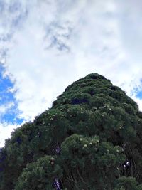 Low angle view of trees against sky