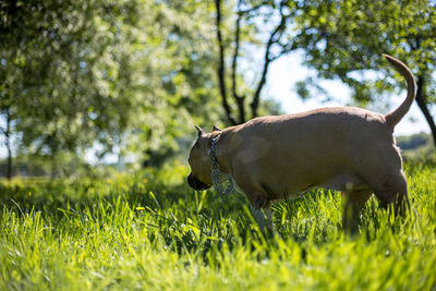 Side view of a horse on field