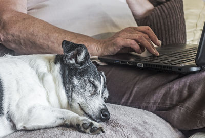 Close-up of man using dog while sitting at home