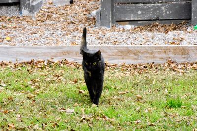 Cat on field