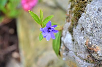 Close-up of purple flowering plant