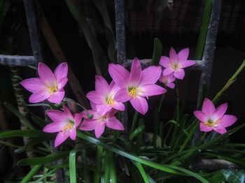 Close-up of pink flowering plants