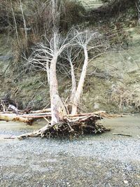 Close-up of tree trunk