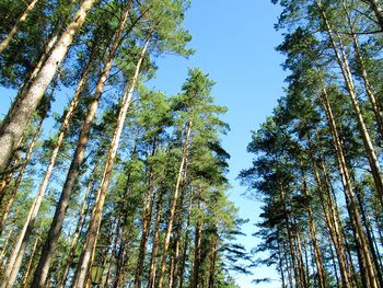 Low angle view of trees in forest