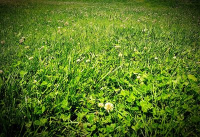 View of flowers growing in field
