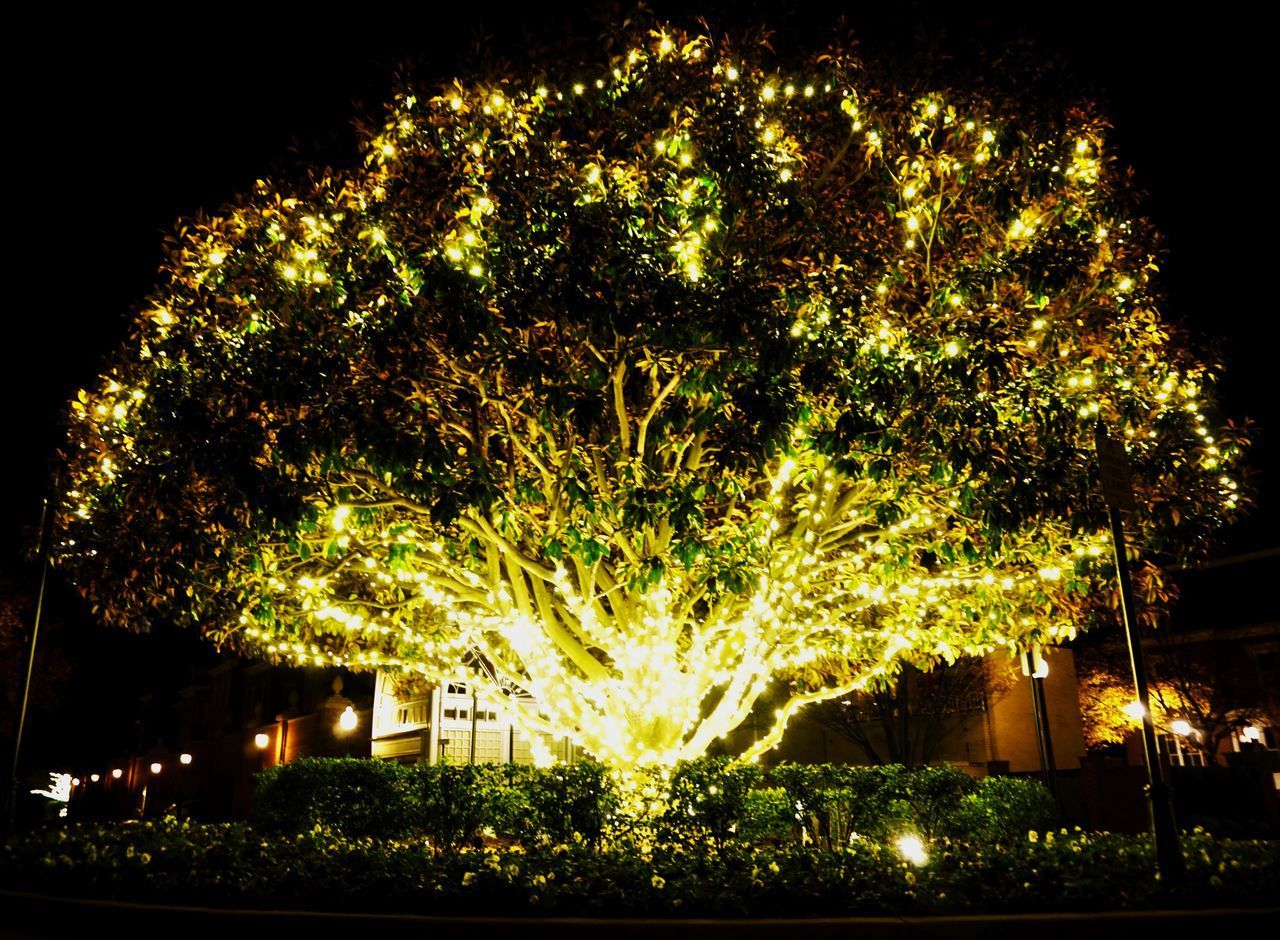 LOW ANGLE VIEW OF ILLUMINATED TREES IN CITY AT NIGHT