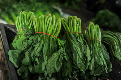 Close-up of plant