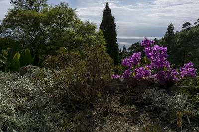 Purple flowers growing on tree against sky