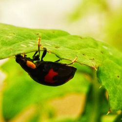 Close-up of insect on leaf