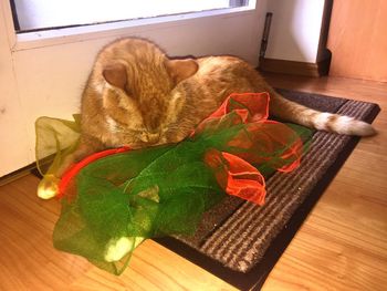 Close-up of cat on table at home