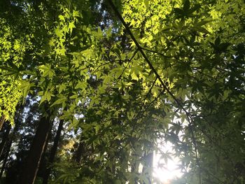 Low angle view of sunlight streaming through trees