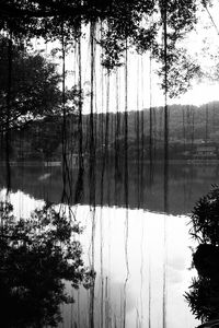 Reflection of trees in water