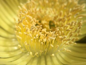 Full frame shot of yellow flower