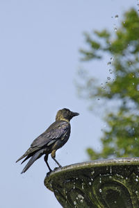 Bird perching on a fountain 