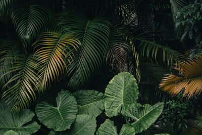 Close-up of palm leaves
