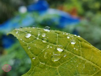 Close-up of raindrops on leaves