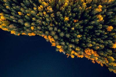 Low angle view of plant