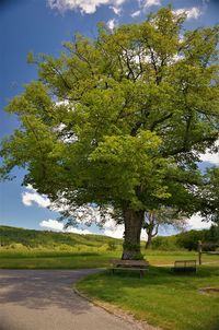 Trees on landscape against sky