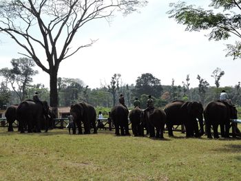 Horses grazing on field against sky