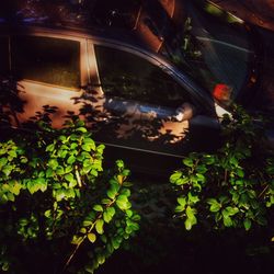 Reflection of plants on car window at night