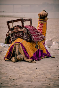 Image of camel sitting peacefully