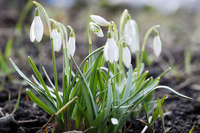 Close-up of flower growing in field