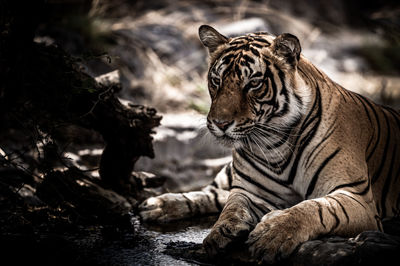 View of a tiger in zoo