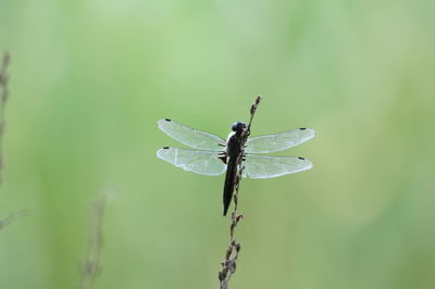 Close-up of insect on leaf