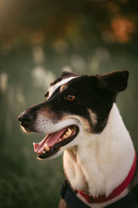 Portrait of a dog in a field