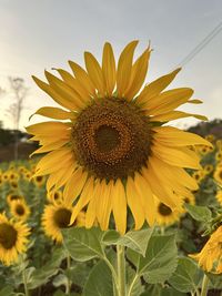 sunflower