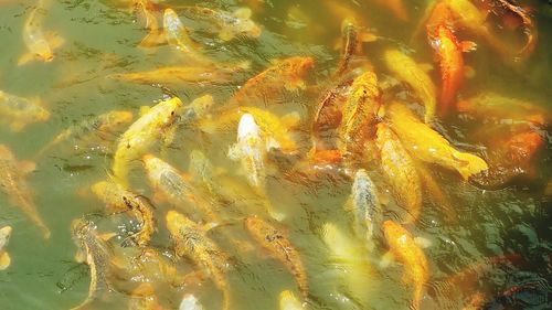 High angle view of koi carps swimming in water