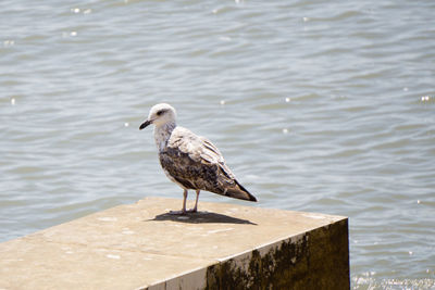 Seagull perching on shore