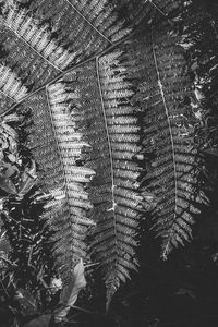 Low angle view of palm trees in forest