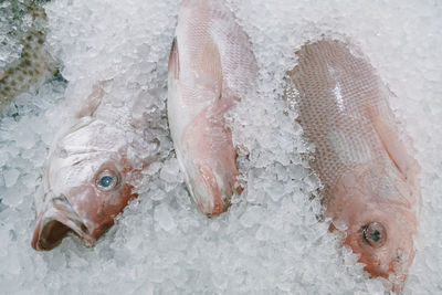 High angle view of fish in ice for sale