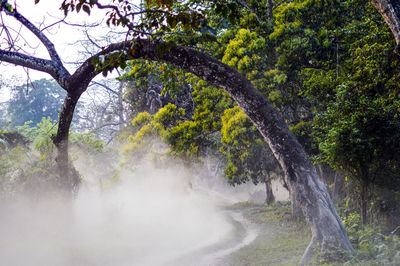 Trees in foggy weather