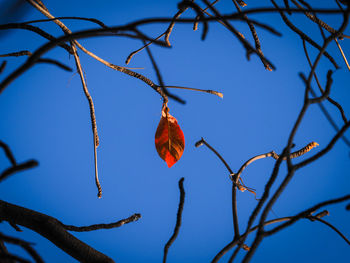 Low angle view of bird perching on branch against sky