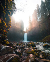 Scenic view of waterfall in forest