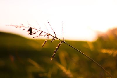 Close-up of plant against sky at sunset