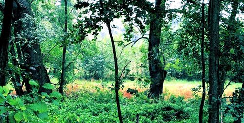 Trees in forest