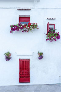 Potted plant on white wall of building