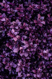 Full frame shot of pink flowering plants